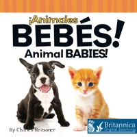 Cover image: Animales bebés (Animal Babies) 1st edition 9781612361154