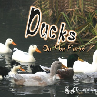 Cover image: Ducks on the Farm 1st edition 9781615902699