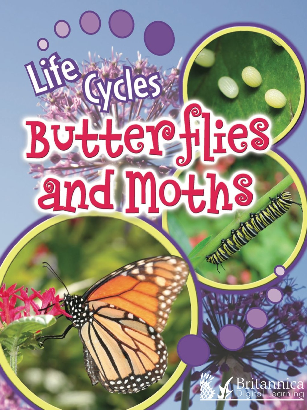 Butterflies and Moths 1st Edition