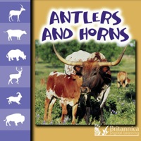 صورة الغلاف: Antlers and Horns 1st edition 9781600441684
