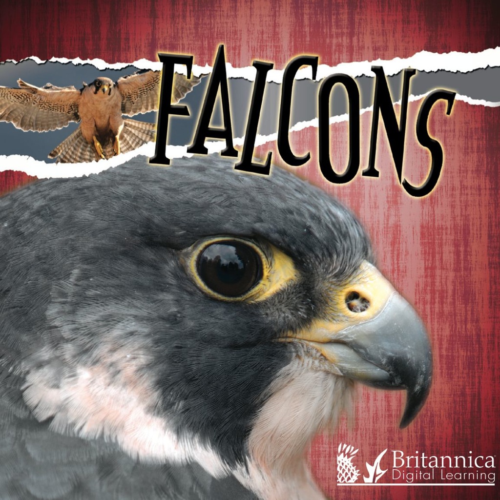 Falcons 1st Edition