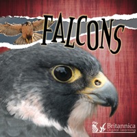 صورة الغلاف: Falcons 1st edition 9781606943984