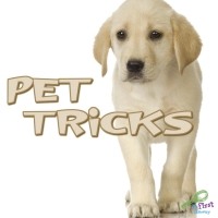 Cover image: Pet Tricks 9781604725308