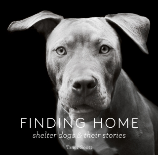 Imagen de portada: Finding Home 9781616893439
