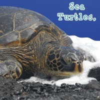 Cover image: Sea Turtles, What Do You Do? 9781604724288