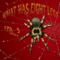 Cover image: What has Eight Legs and...? 9781604724554