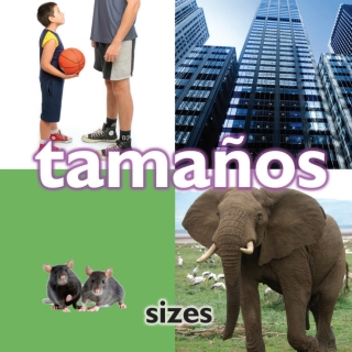 Cover image: Tamaños 9781604725476