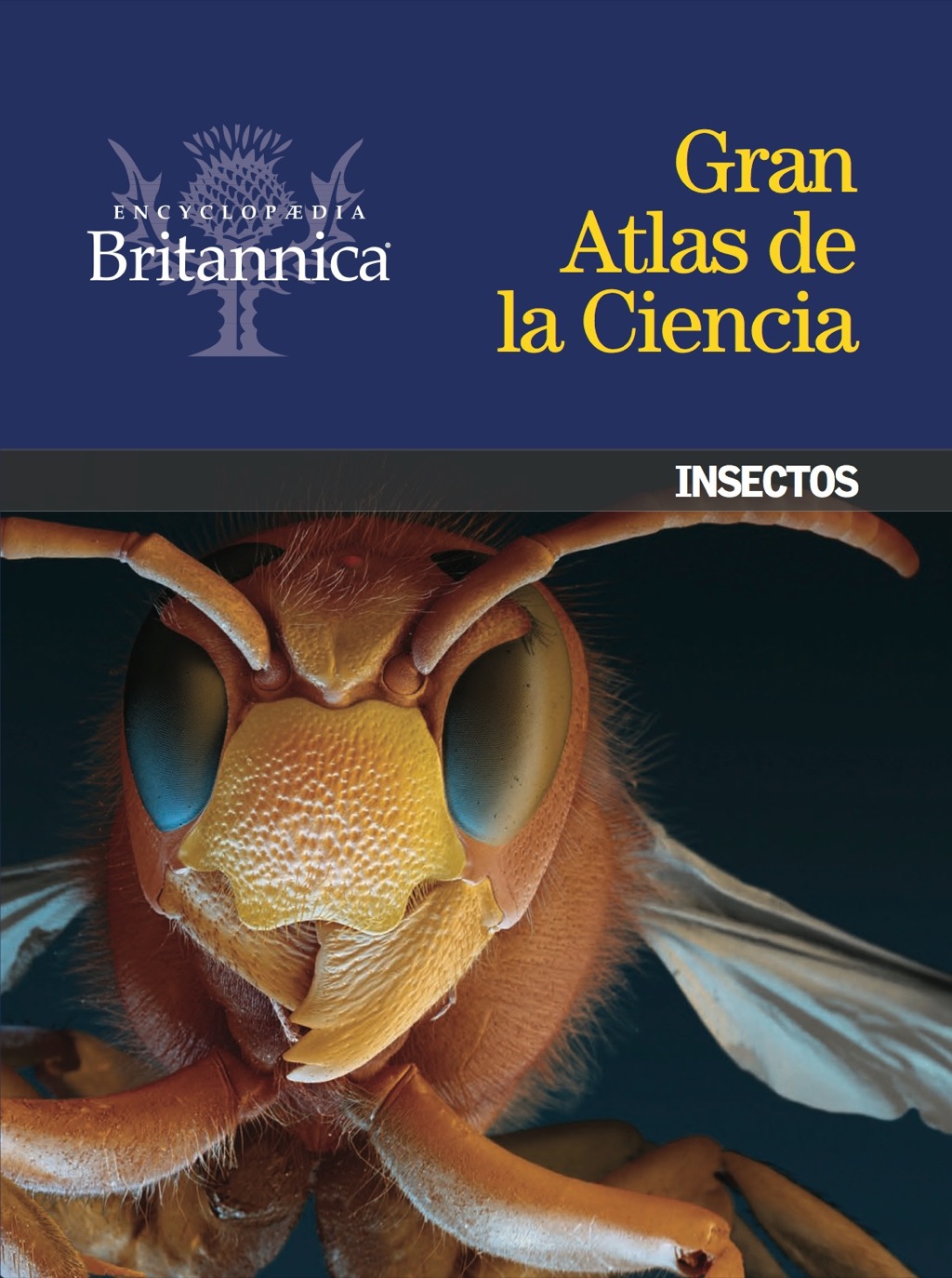 Insectos 1st Edition