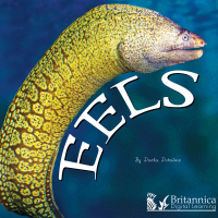 表紙画像: Eels 1st edition 9781625136763