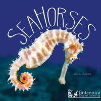 Imagen de portada: Sea Horses 1st edition 9781625136794