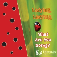 صورة الغلاف: Ladybug, Ladybug, What Are You Doing? 2nd edition 9781625137494