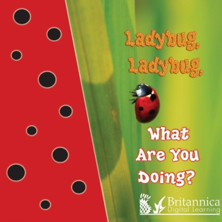 Cover image: Ladybug, Ladybug, What Are You Doing? 2nd edition 9781625137494