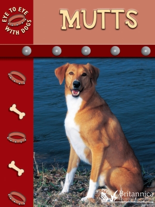 Imagen de portada: Mutts 2nd edition 9781625137814
