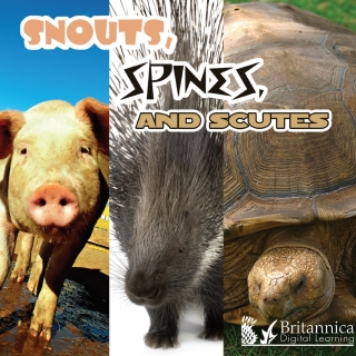 Immagine di copertina: Snouts, Spines, and Scutes 2nd edition 9781625137876