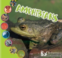Omslagafbeelding: Amphibians 2nd edition 9781625137883