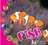 Immagine di copertina: Fish 2nd edition 9781625137890