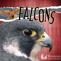 Imagen de portada: Falcons 2nd edition 9781625137920