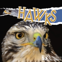 Titelbild: Hawks 2nd edition 9781625137937