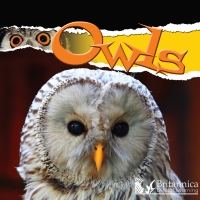 Titelbild: Owls 2nd edition 9781625137951