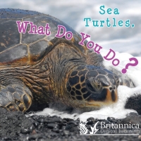 صورة الغلاف: Sea Turtles, What Do You Do? 1st edition 9781625138248