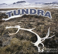 Cover image: Tundra 1st edition 9781625139542