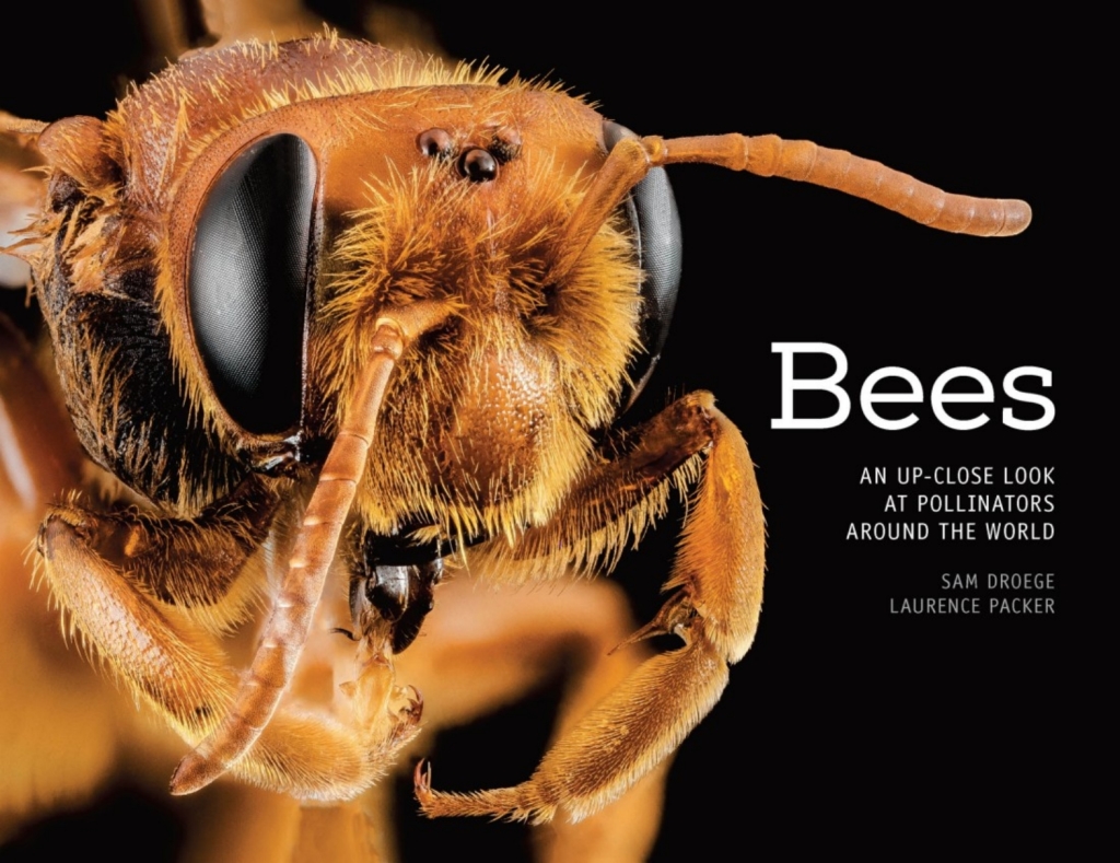 Bees eBook