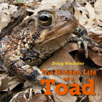Cover image: The Hidden Life of a Toad 9781580897389