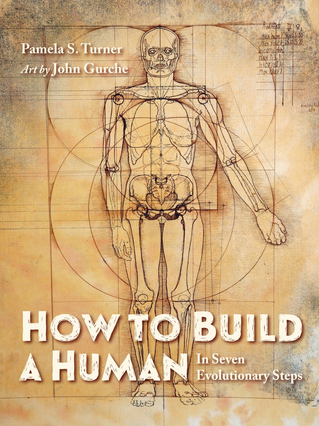 How to Build a Human In Seven Evolutionary Steps