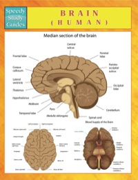 Cover image: Brain (Human) 9781633833531