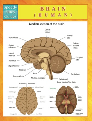 Imagen de portada: Brain (Human) 9781633833531