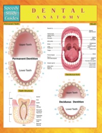Cover image: Dental Anatomy Speedy Study Guides 9781633833593