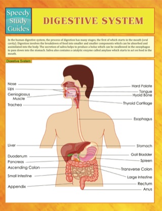 Cover image: Digestive System Speedy Study Guides 9781633833616