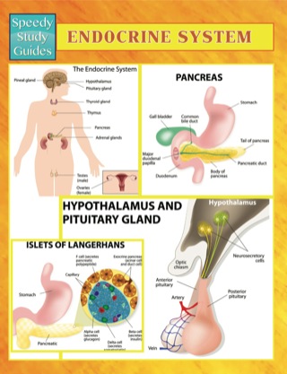 صورة الغلاف: Endocrine System Speedy Study Guides 9781633833630
