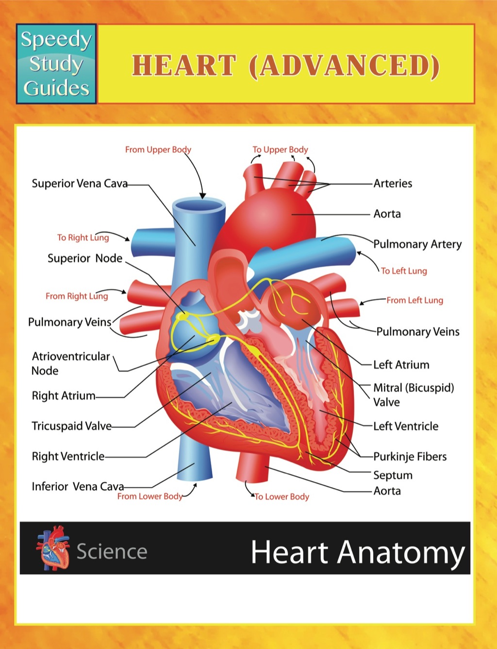 Heart (Advanced) Speedy Study Guides