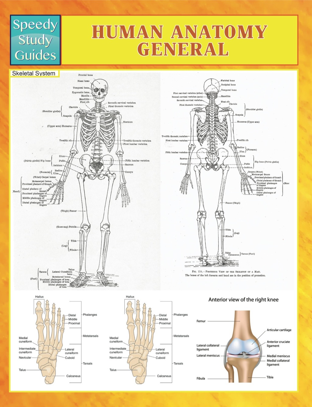 Human Anatomy General Speedy Study Guides
