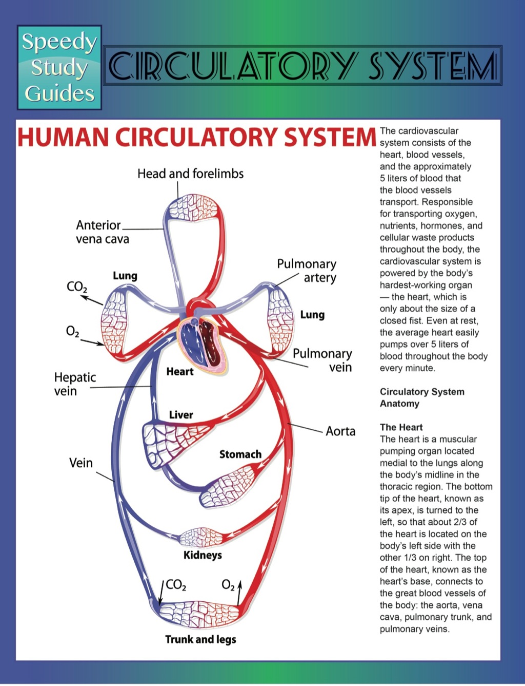 Circulatory System (Speedy Study Guides)