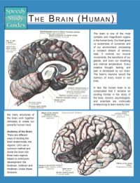Cover image: The Brain (Human) (Speedy Study Guides) 9781633835955