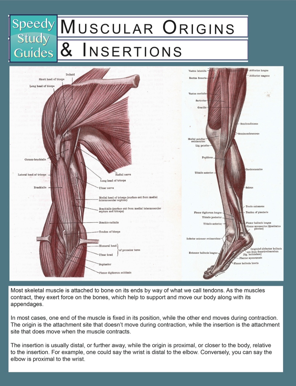 Muscular Origins & Insertions (Speedy Study Guides)