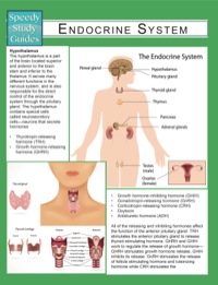 Cover image: Endocrine System (Speedy Study Guides) 9781633835979