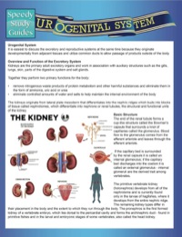 Imagen de portada: Urogenital System (Speedy Study Guides) 9781633836013