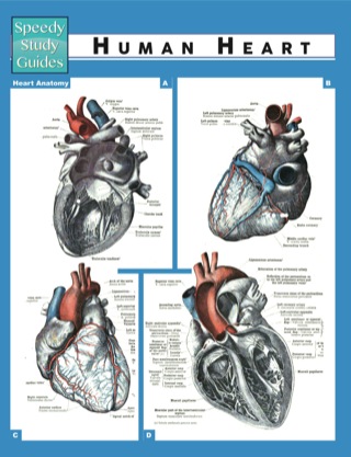 Cover image: Human Heart (Speedy Study Guides) 9781633836143