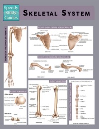 Cover image: Skeletal System (Speedy Study Guides) 9781633836167