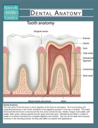 Cover image: Dental Anatomy (Speedy Study Guides) 9781633836211
