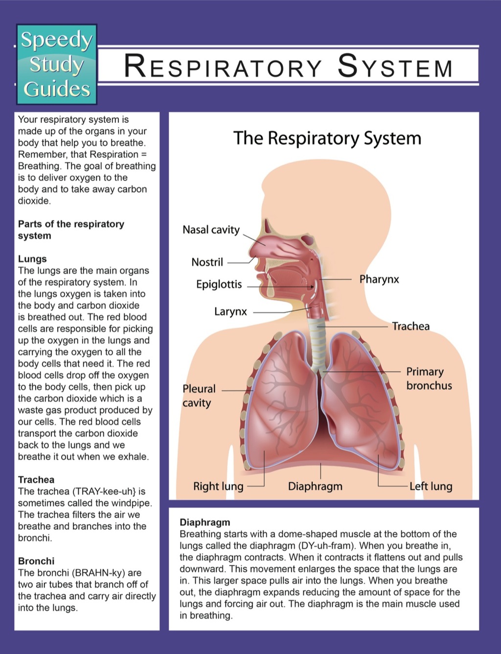 Respiratory System (Speedy Study Guides)