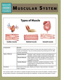 صورة الغلاف: Muscular System (Speedy Study Guides) 9781633839274