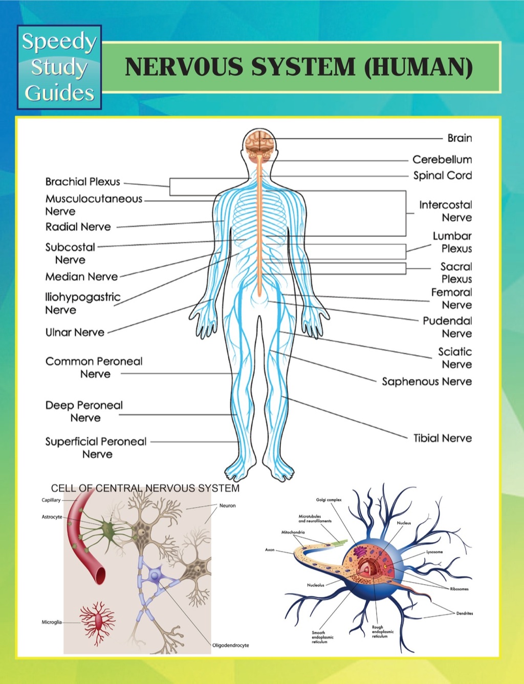 Nervous System (Human) Speedy Study Guides