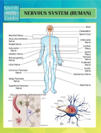 Cover image: Nervous System (Human) Speedy Study Guides 9781634286299
