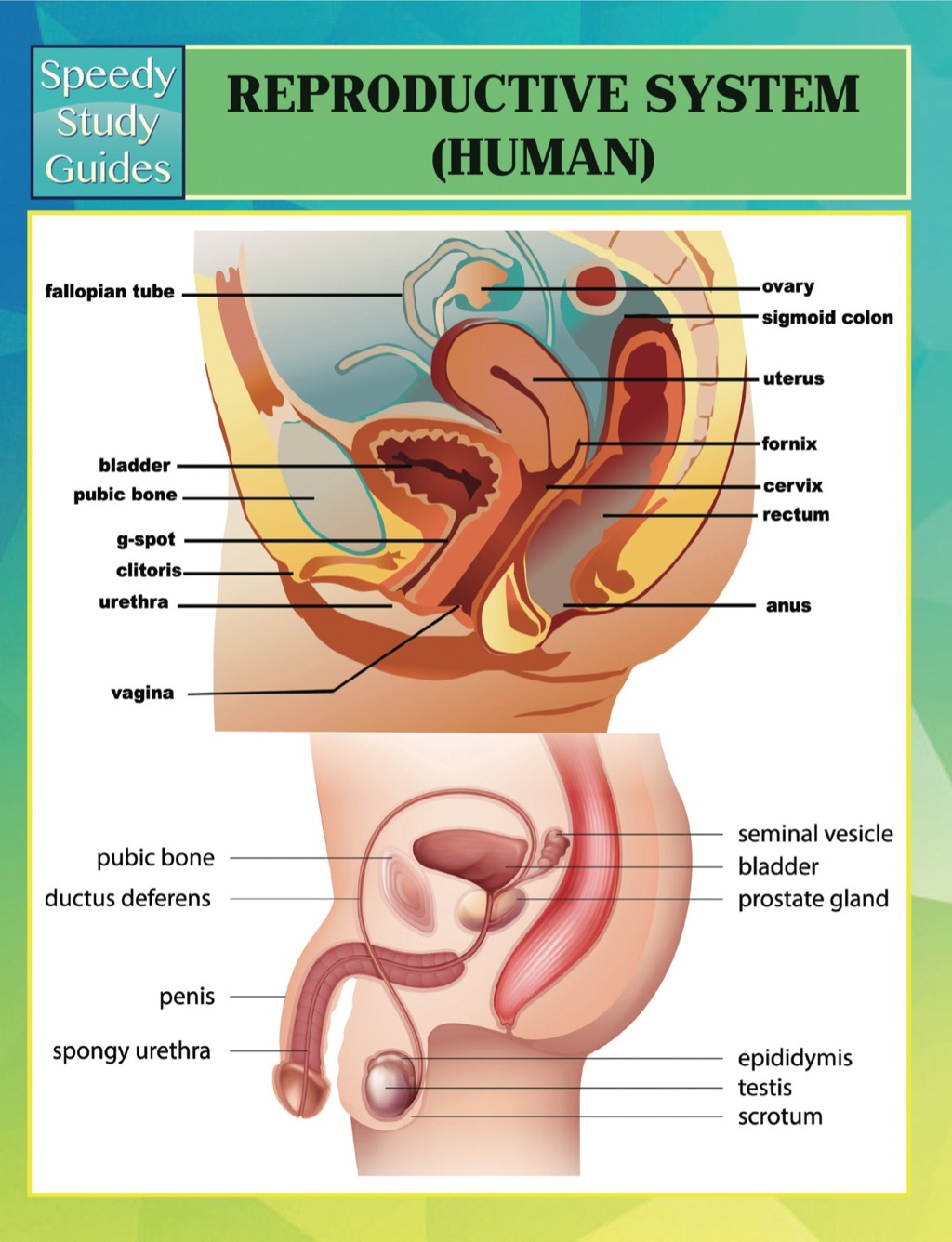 Reproductive System (Human) Speedy Study Guides