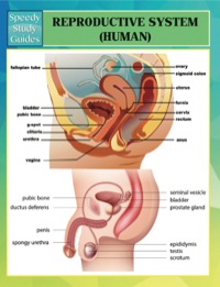 表紙画像: Reproductive System (Human) Speedy Study Guides 9781634286312