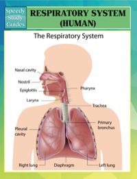 Cover image: Respiratory System (Human) Speedy Study Guides 9781634286329